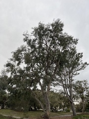 Eucalyptus polyanthemos