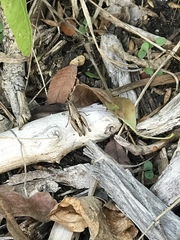 Phaedrotettix