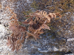 Pleopeltis polypodioides