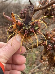 Eucalyptus conferruminata