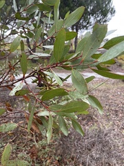 Eucalyptus conferruminata