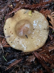 Cortinarius infractus