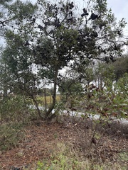 Eucalyptus conferruminata