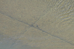 Oreochromis