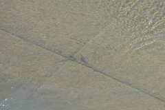 Oreochromis