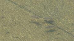 Oreochromis