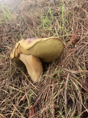 Boletus regineus