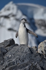 Pygoscelis antarcticus