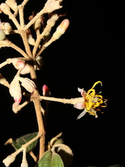 Miconia dodecandra