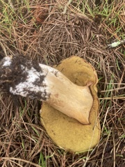 Boletus regineus