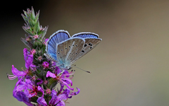 Polyommatus damocles