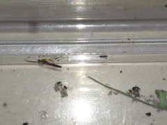 Diplazon laetatorius