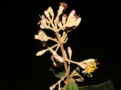 Miconia dodecandra