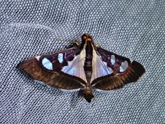 Glyphodes bicolor
