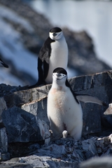 Pygoscelis antarcticus