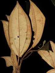 Miconia dodecandra