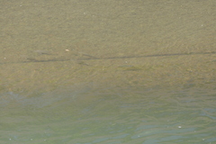 Oreochromis