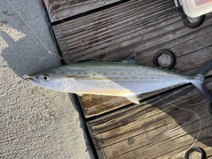 Scomberomorus regalis