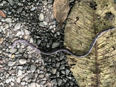 Gymnopis multiplicata