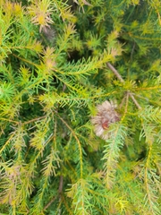 Banksia nutans