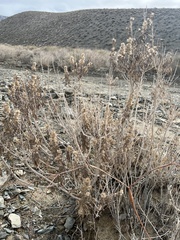 Brickellia longifolia multiflora