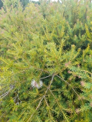 Banksia nutans