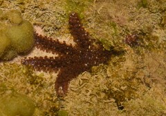 Coscinasterias tenuispina