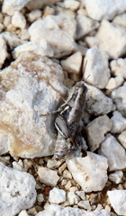 Paraidemona