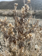 Brickellia longifolia multiflora