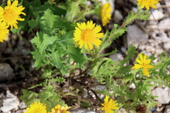 Rayjacksonia phyllocephala