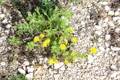 Rayjacksonia phyllocephala