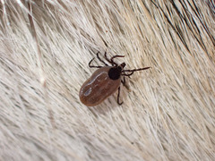 Ixodes pacificus