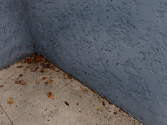 Xerotricha conspurcata