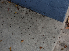 Xerotricha conspurcata