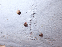 Xerotricha conspurcata