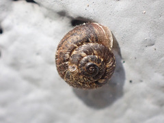 Xerotricha conspurcata