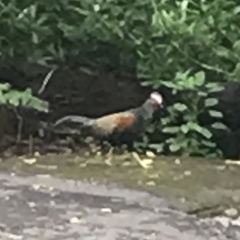 Gallus varius