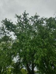 Gleditsia triacanthos inermis