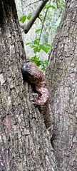 Heloderma exasperatum