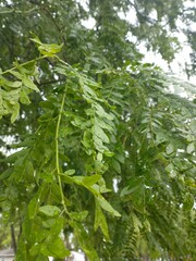 Gleditsia triacanthos inermis