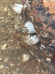 Amphibalanus improvisus