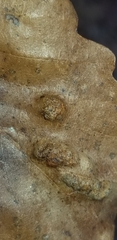 Aceria querci
