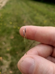 Austrostipa scabra
