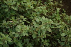 Amaranthus polygonoides