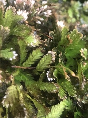 Fissidens