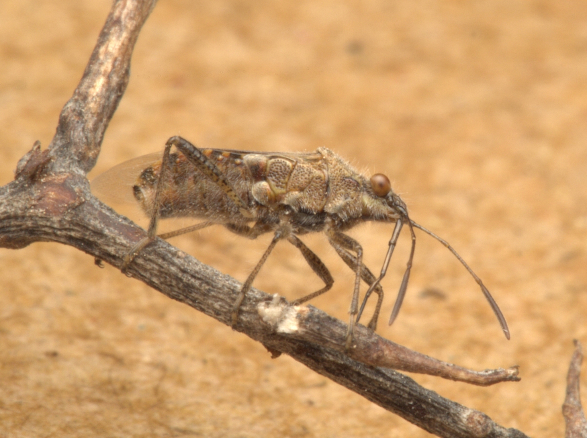 Rhopalidae