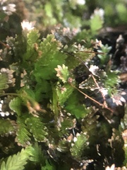 Fissidens