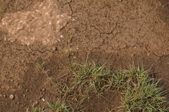 Bouteloua dactyloides