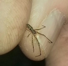 Tetragnathidae