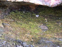 Fissidens